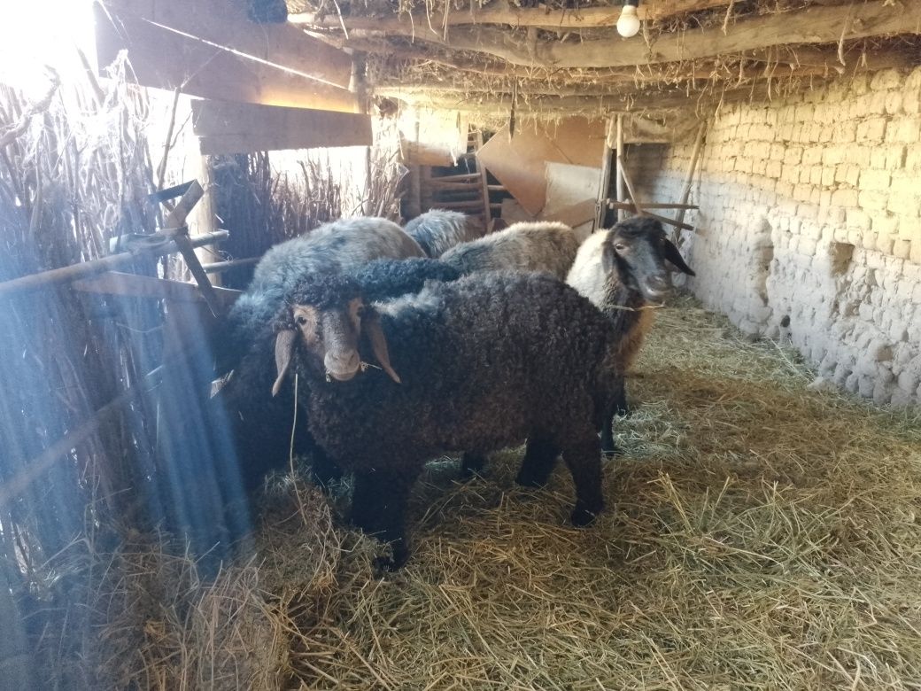 Ena bola arabi qo'y va qo'zilar Yangibozor tumani