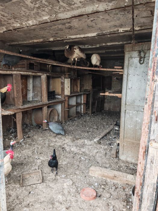 Всякакви видове пернати