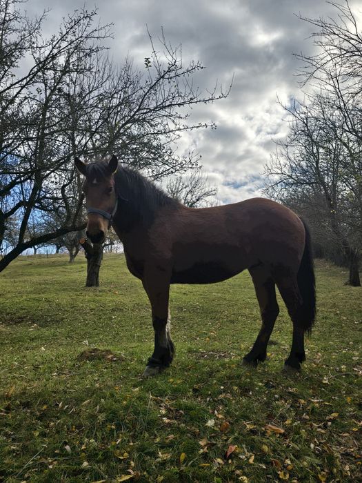 Vand cârlan de 2 ani jumate