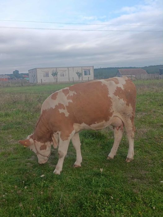 Vând o junică bălțată românească de 2ani jumate montată