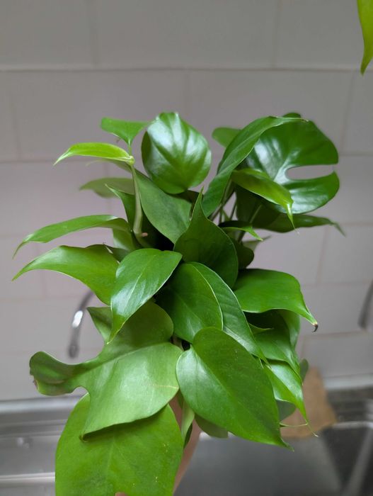Flori de apartament