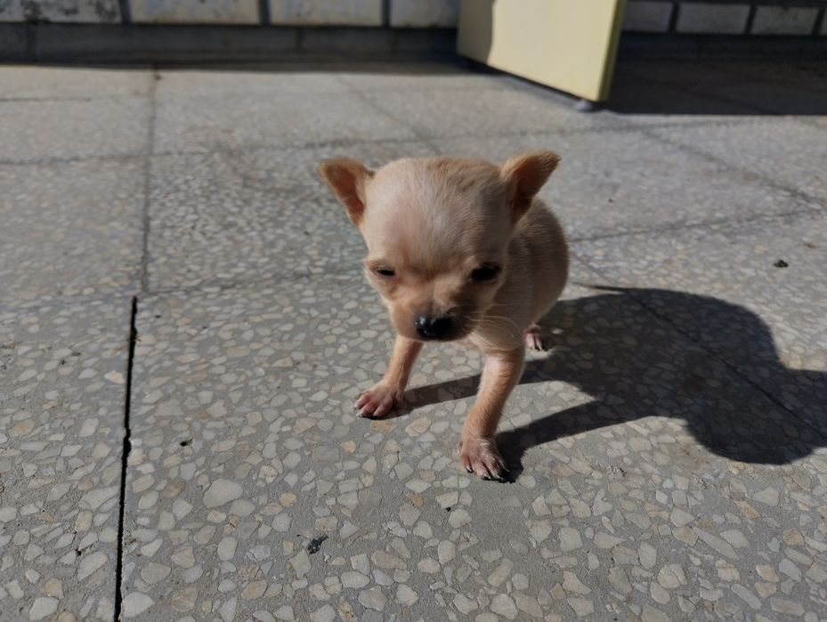 Продавам мъжко мини чихуахуа