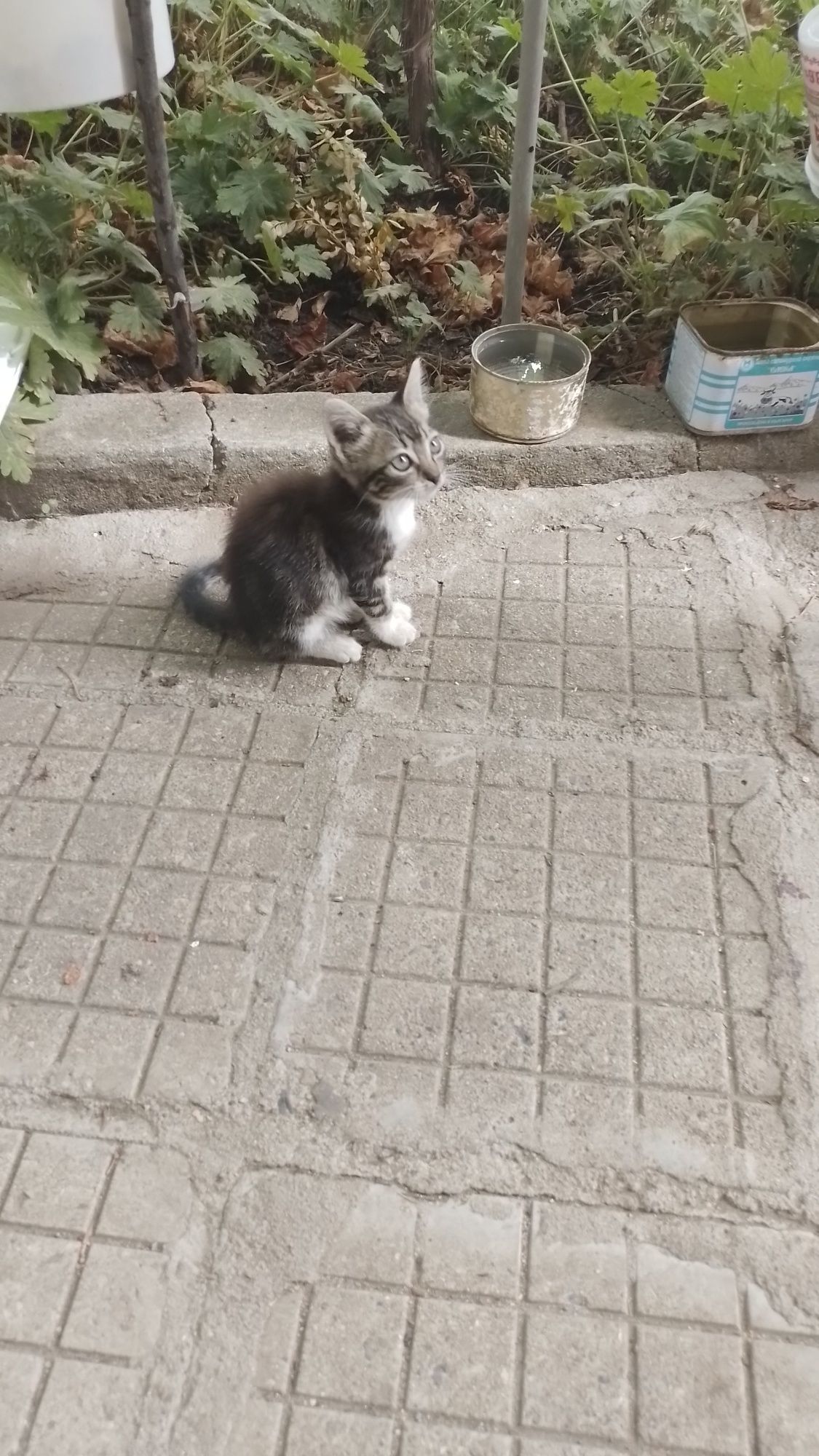 Подарява се малко котенце
