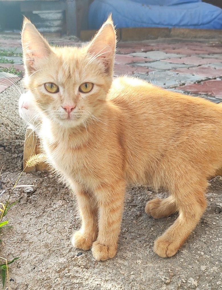 Котенок в добрые руки