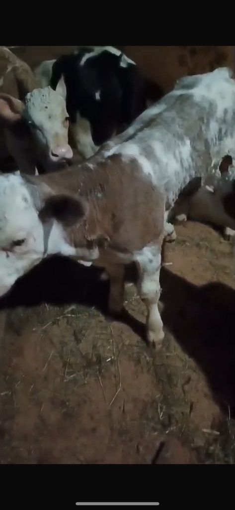 15 taurasi de vânzare între 90 100 și 110 kg