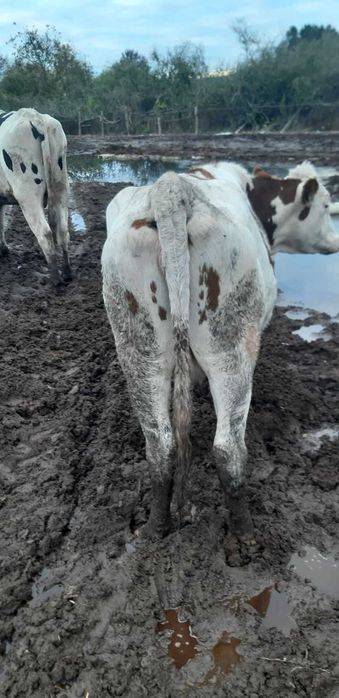 Продавам крави за клане