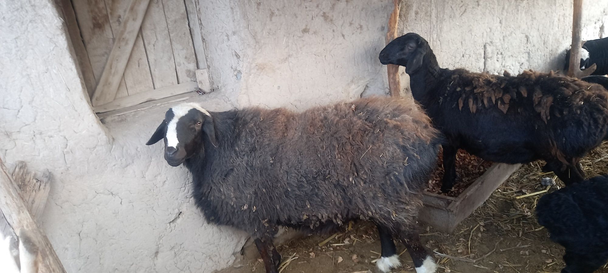 Gusariskiy qo'shqar satladi