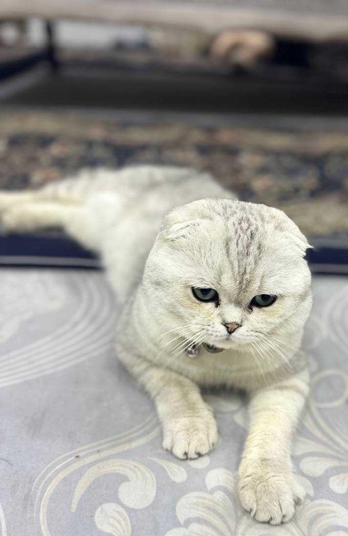 Вязка скотиш фолд Серебристая шиншилла .кот НЕ ПРОДАЁТСЯ.