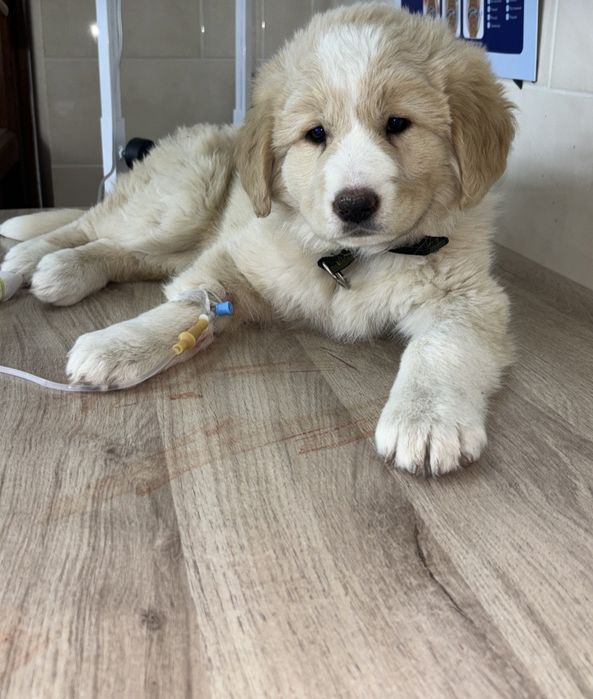 Ветеринар на выезд / Үйге келетін ветеринар
Ветеринар на выезд / Үйг