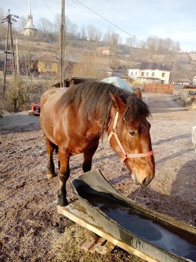 Vând mânză murga