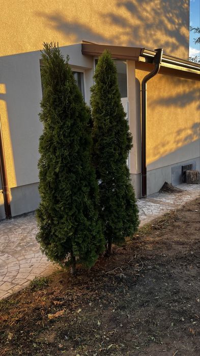 Туя смарагд 2 броя