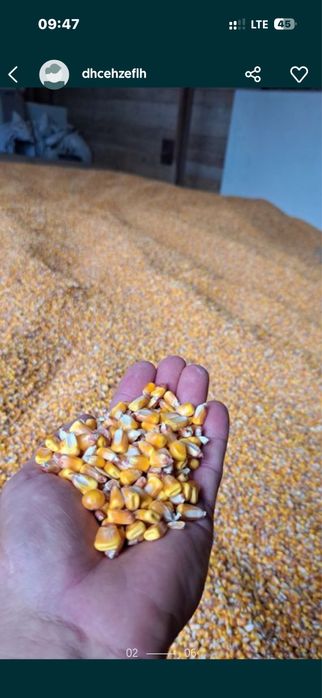 Grîu 1,2 Porumb 1,4 Orzoaică 1,4 Orz1,4 Ovăz1,5 Ofer Transport GRATUIT