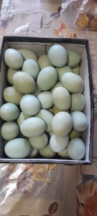 Продам инкубационные яйца