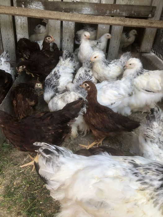 Pui de 10 luni de rasa mare