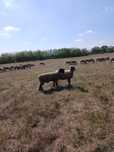 Vând un berbec suffolk