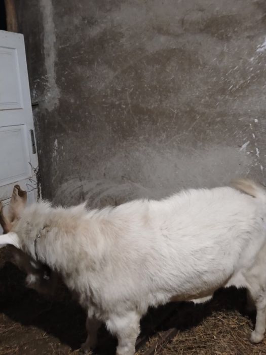 Vand țap, pret negociabil