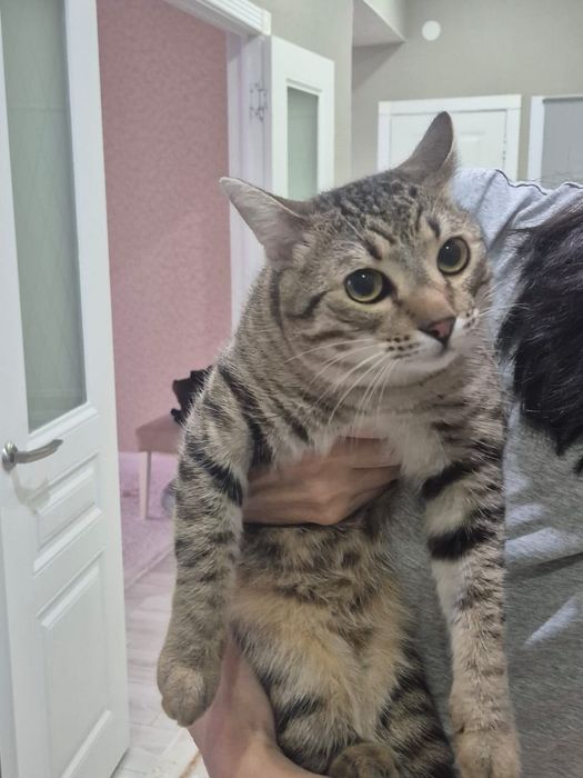 Кот 8 месяц хорошый игривый красивый