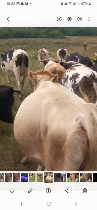 Vând vaci ,bune de lapte !