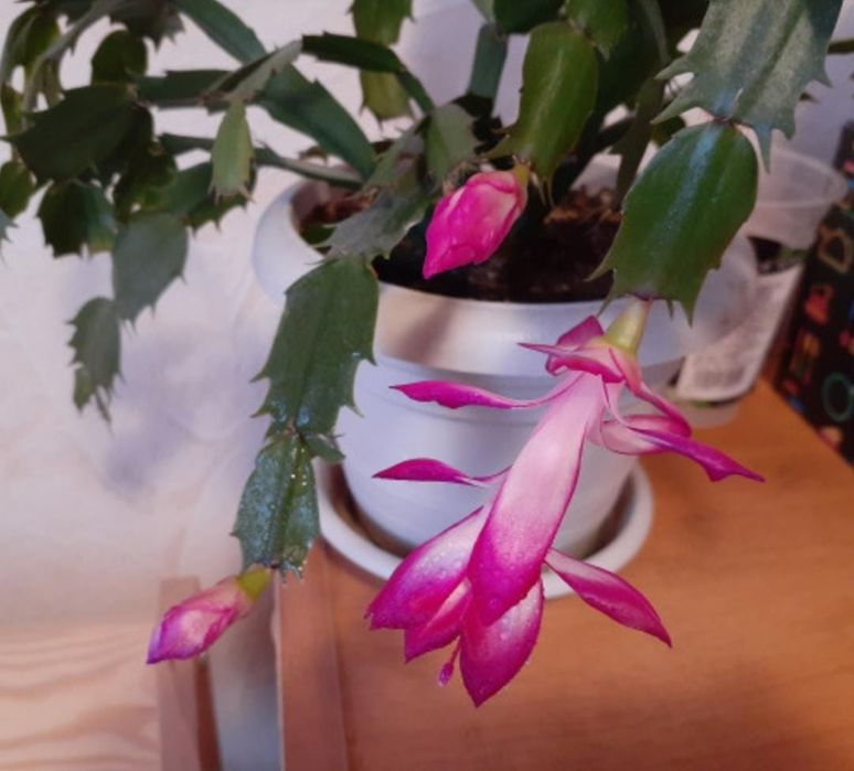 Шлюмбергера/декабрист