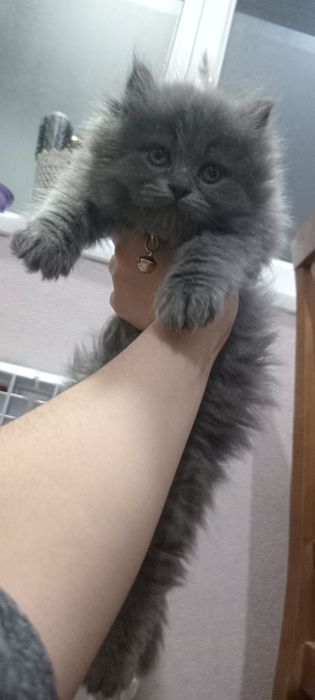 Продаётся котёнок