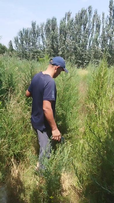 Ассалому-алайкум мажвинник арча сотилади