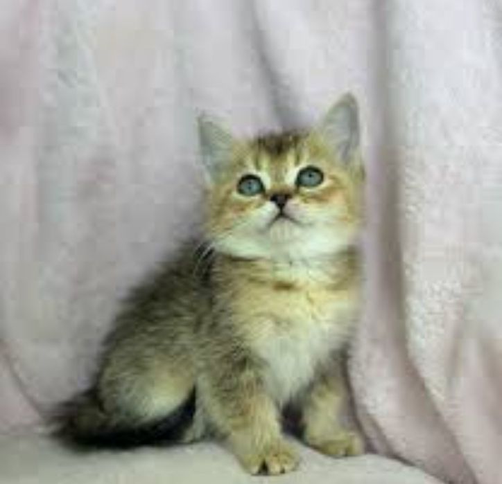 Продаётся Шотландский  котёнок Скоттиш Фолд .