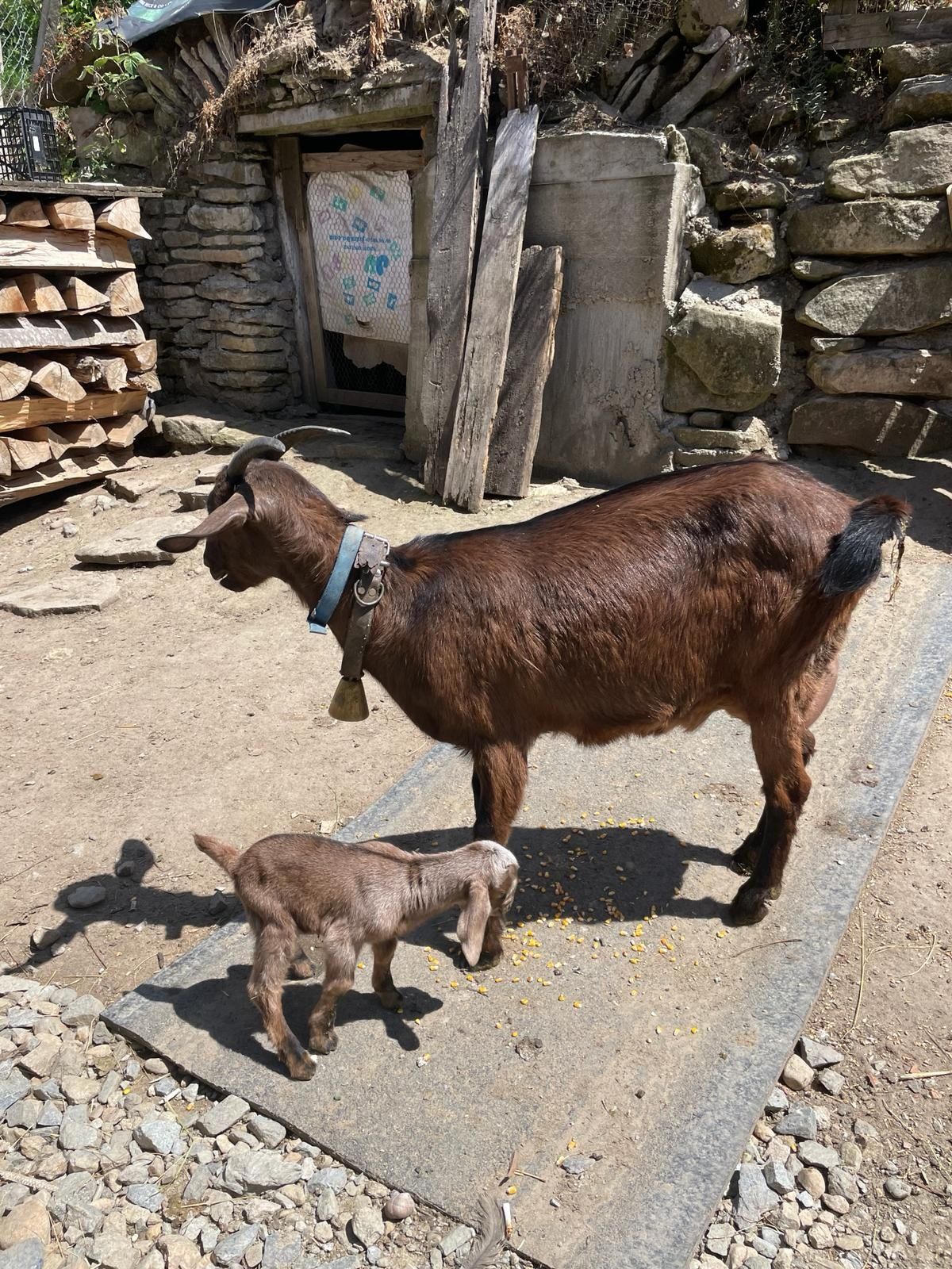 Capra alpin francez + anglo nubian