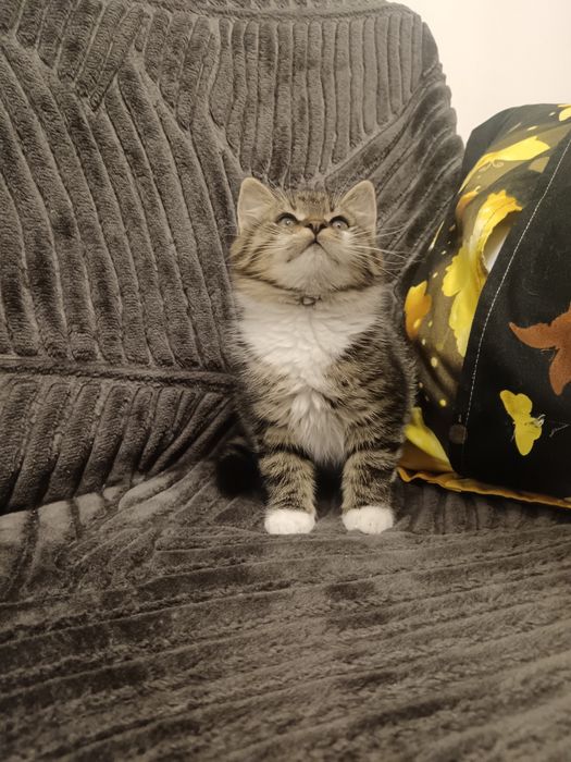 British Brown băiețel