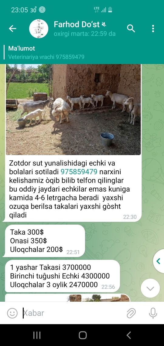 Zotdor Echkilar sotiladi zanin sutdor echkilari