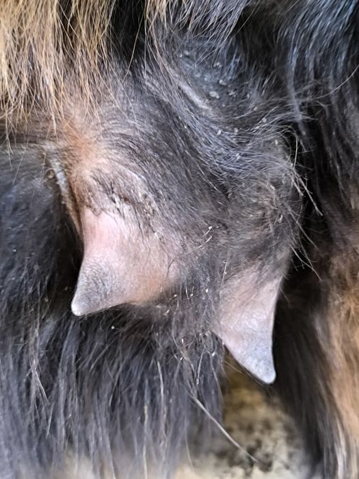 Echki sotiladi bugʻuz