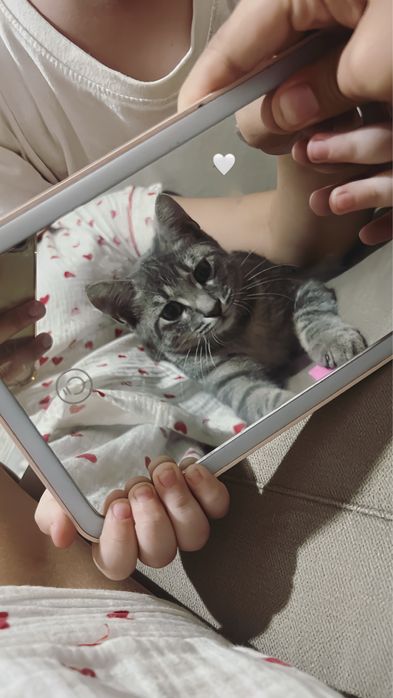 Котенок 4 месячный