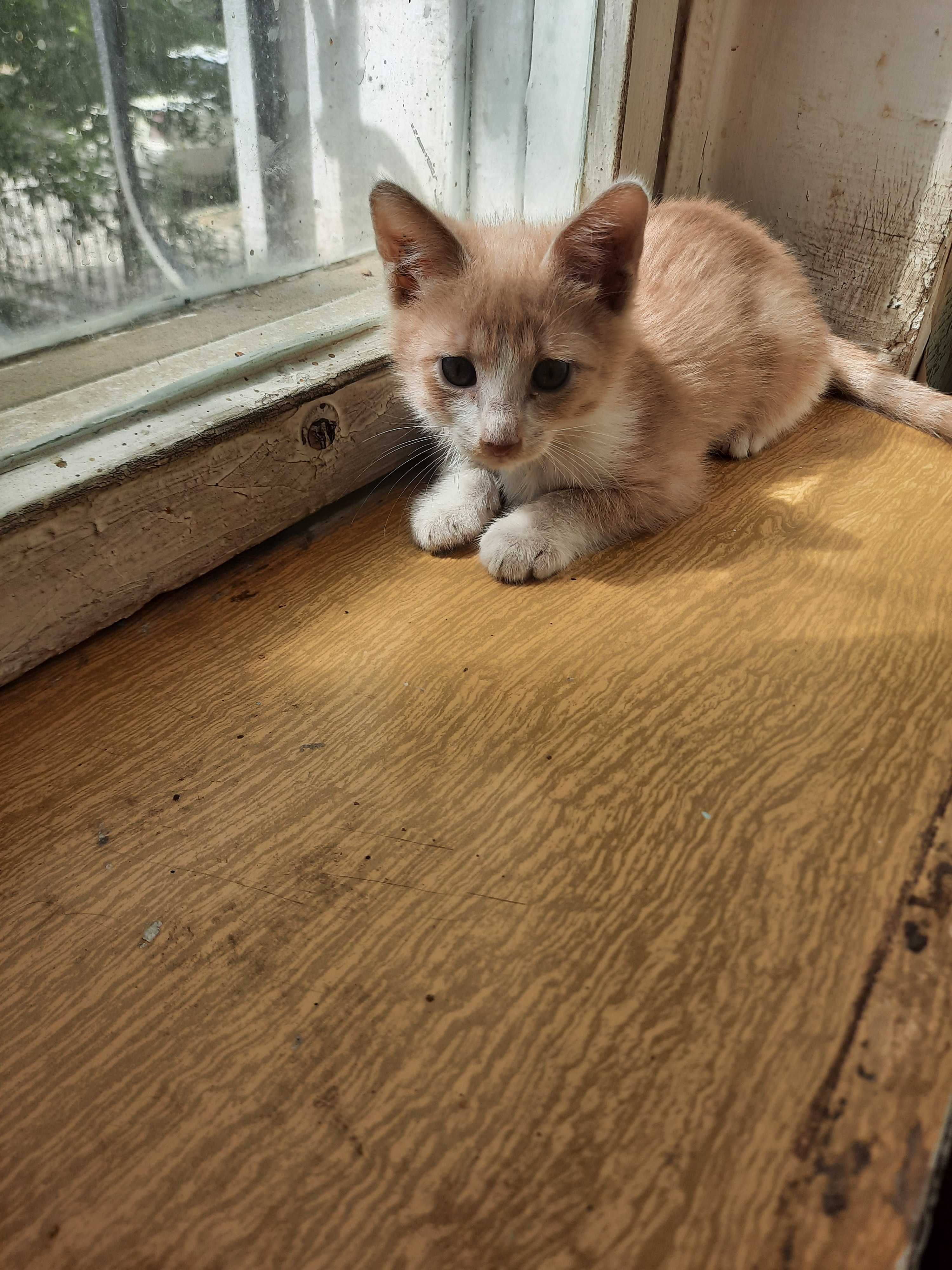 Котята в добрые, любящие руки.