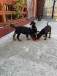 Catelusi Doberman