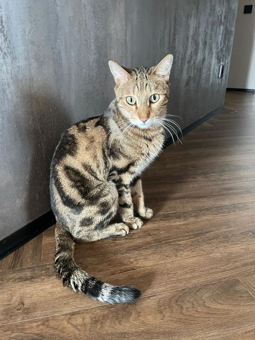 Отдадим бенгала в добрые руки.