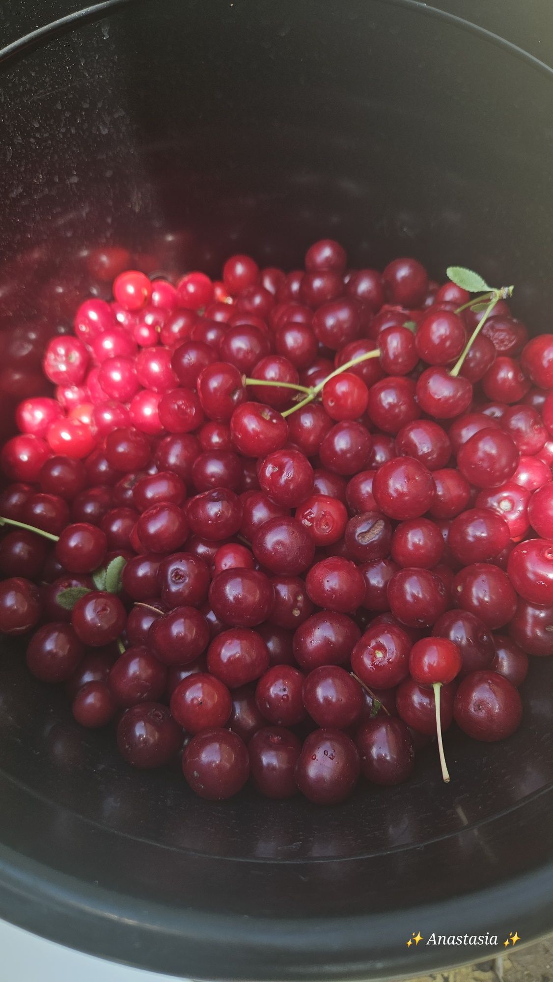 Продам вишню количество ограничено