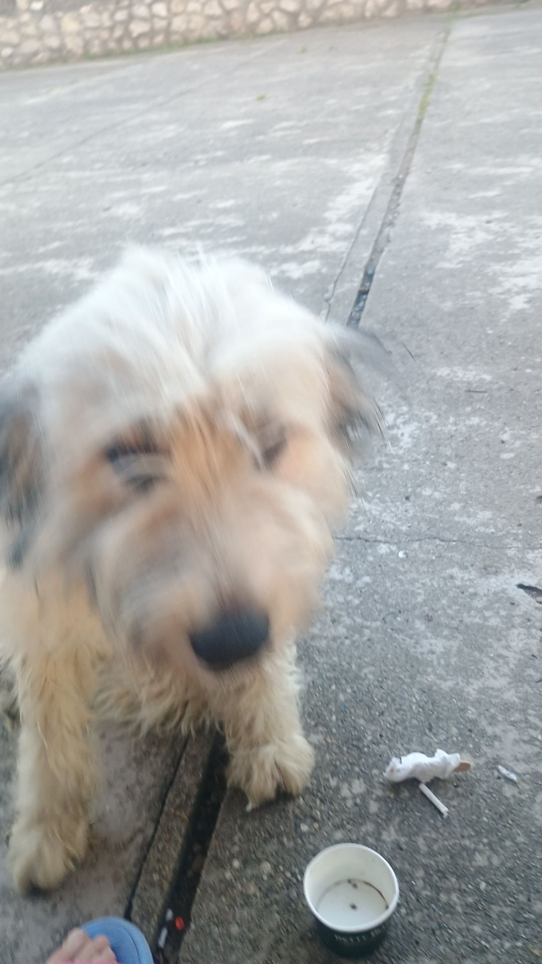 Spre adopție cățel de mioritic talie medie