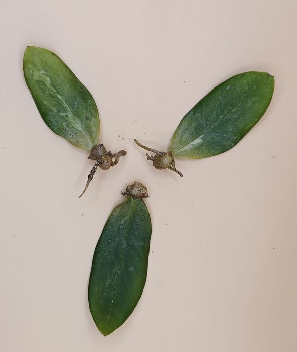 Листики вариегатного Замиокулькаса Variegated