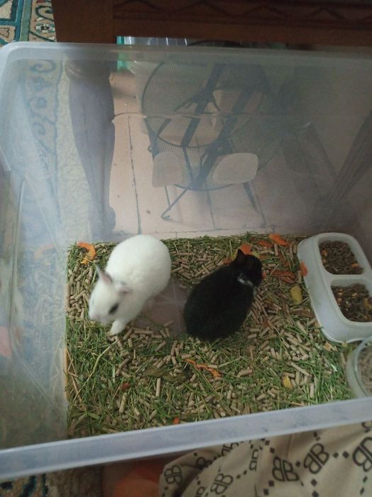 Продам декоративных кроликов