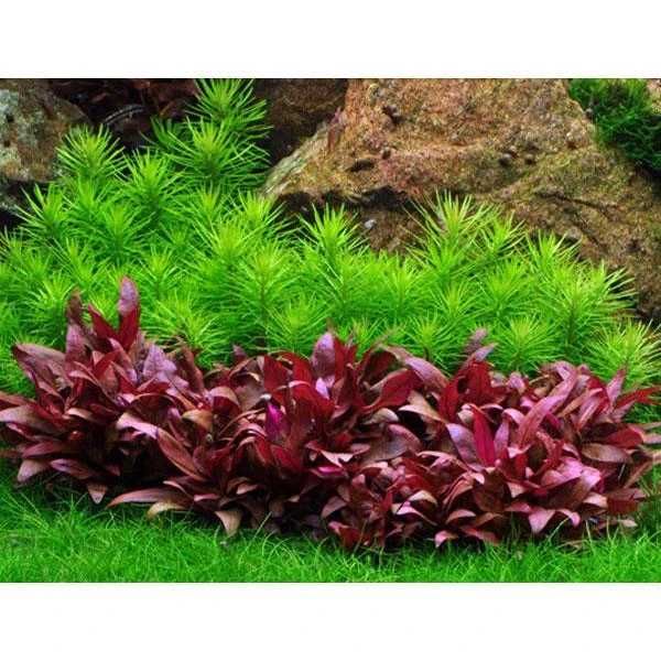 Alternanthera reineckii Variegated