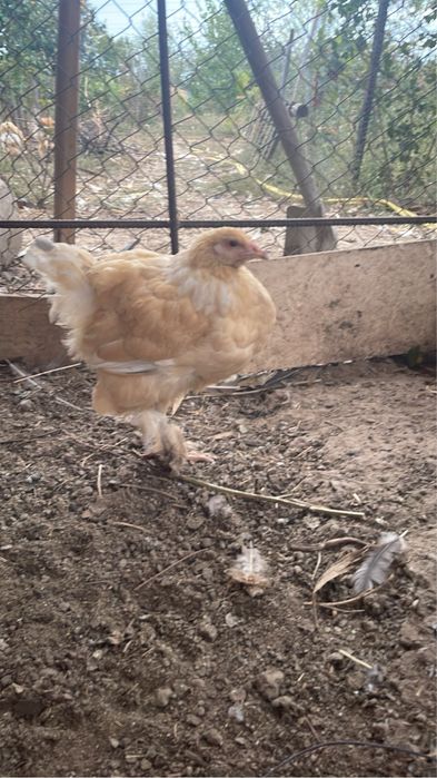 Pereche brahma 5 luni