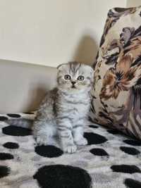 Pisicute Scottish Fold si Scottish Straight