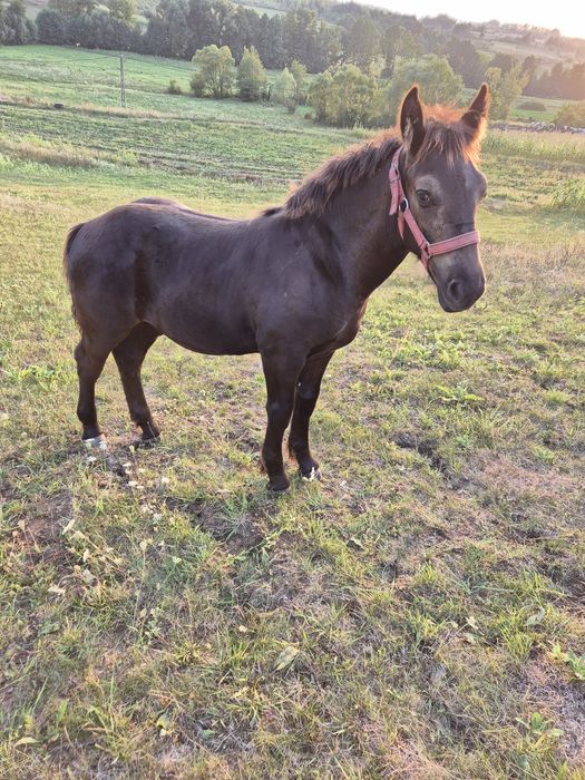 Vând manz negru de 6 luni