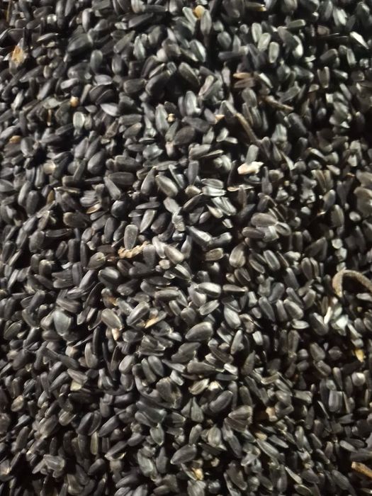 Семена подсолнуха семечки