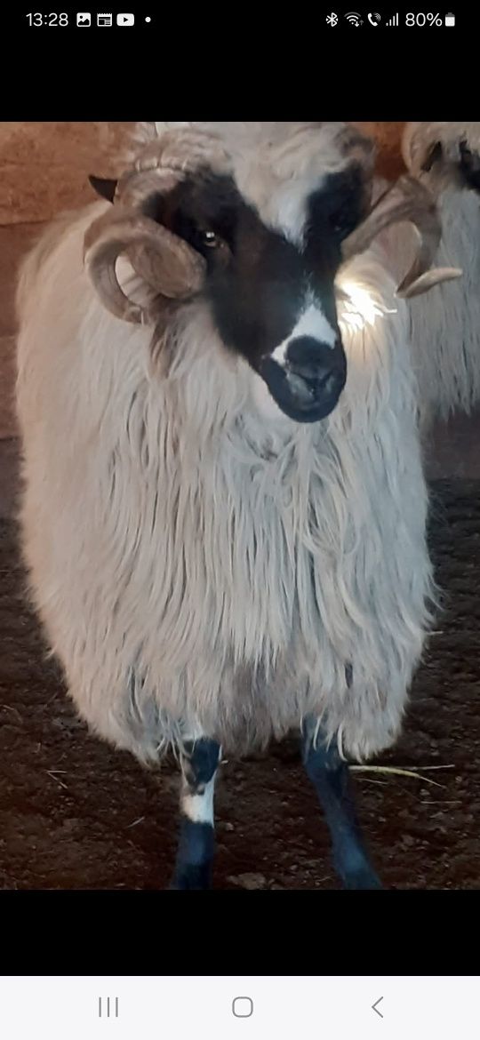 Berbec breaz de petrosani