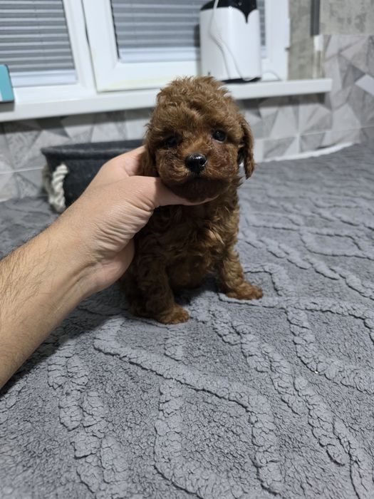 Продаются щенок пудель