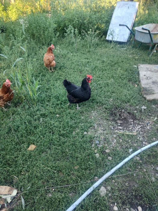 Vând găini de ouă