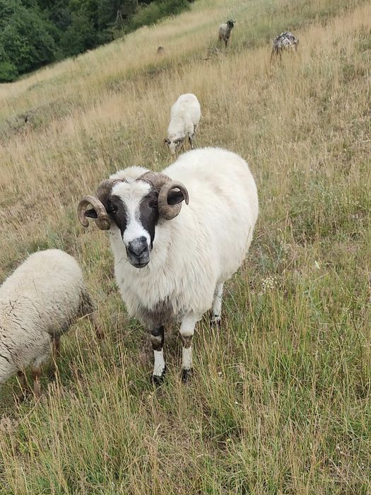 Vând berbeci și oi