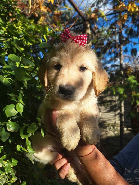 Голдън ретривър кученца