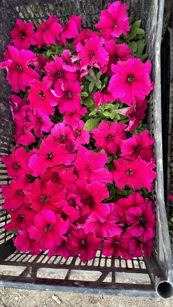 Цветы Петуния тайгес катарантус бархатцы цветы