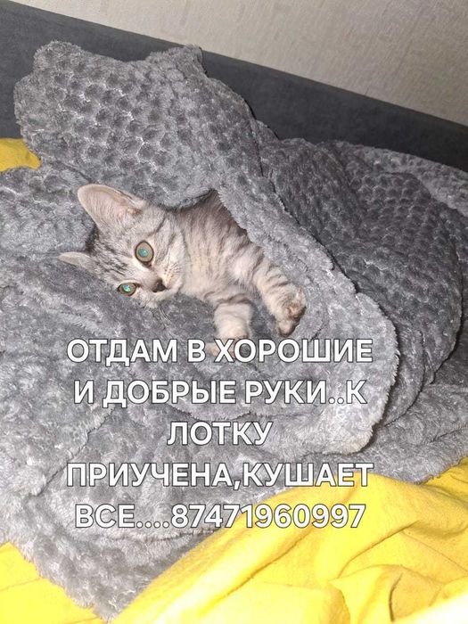 Котенок  в хорошие, добрые руки